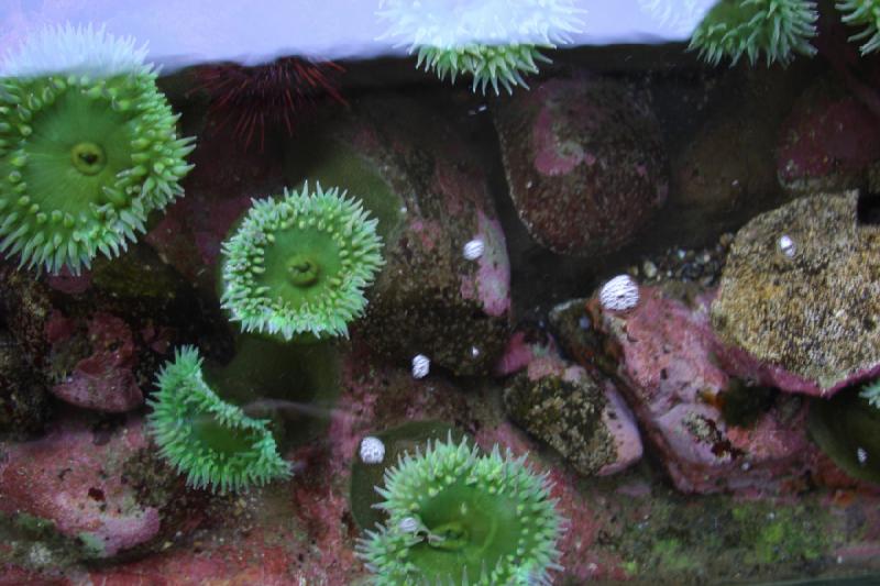 2007-09-01 11:45:34 ** Aquarium, Seattle ** Grüne Seeanemonen.