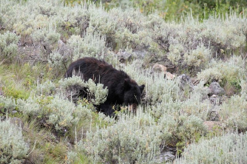 2009-08-05 14:02:54 ** Black Bear, Yellowstone National Park ** 