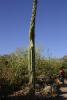 Junger Saguaro-Kaktus noch ohne Arme.