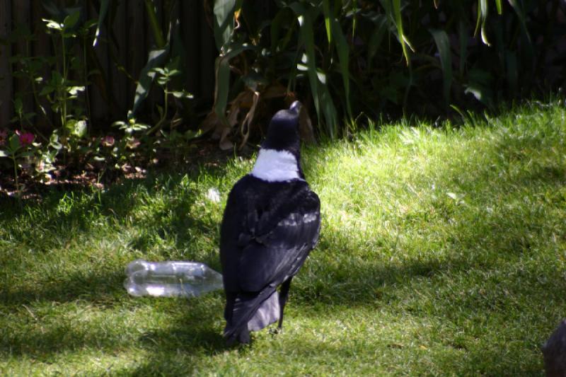 2007-06-18 11:01:06 ** Utah, Zoo ** Der Rabe sieht die Plastikflasche im Gras.