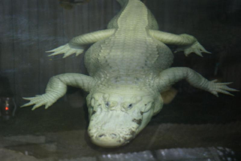 2007-05-06 15:36:44 ** Utah, Zoo ** Weißer Alligator.