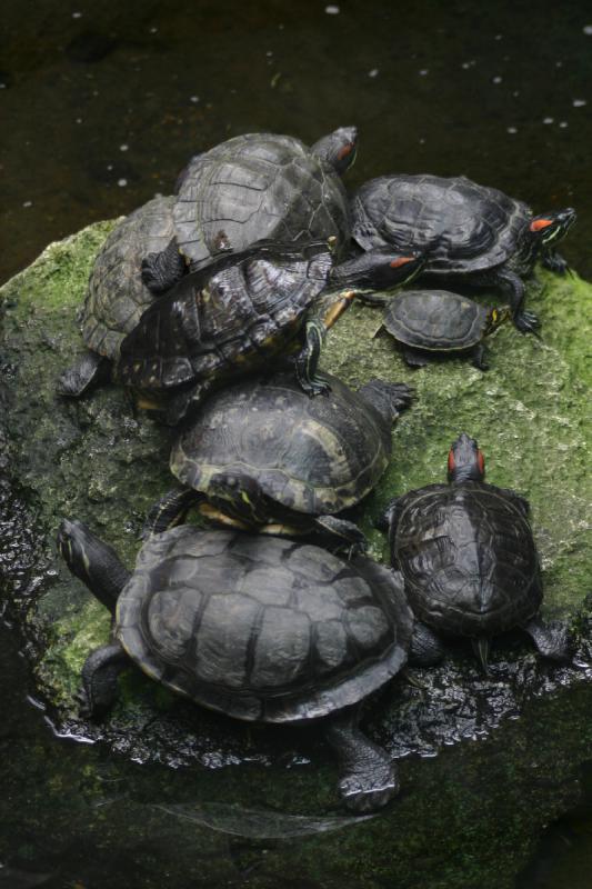 2005-08-24 13:32:18 ** Berlin, Germany, Zoo ** Turtles warming up in the sun.