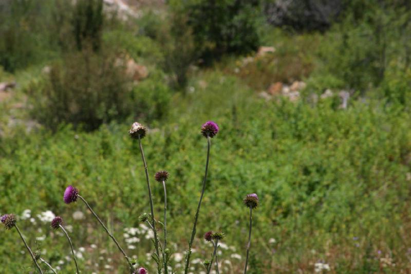 2006-07-23 12:45:38 ** Vail ** Und wieder eine Distel, die hier sehr häufig ist.