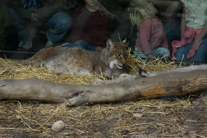 2007-05-06 16:10:02 ** Utah, Zoo ** Luchs.