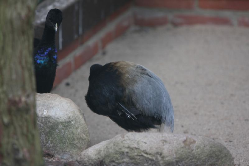 2010-04-13 15:23:49 ** Deutschland, Walsrode, Zoo ** 