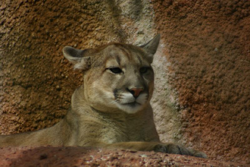 2007-03-11 14:00:44 ** Utah, Zoo ** Puma.