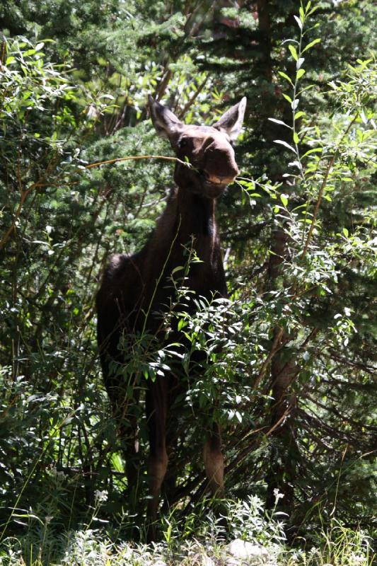 2010-08-21 11:18:01 ** Moose, Uinta Mountains ** 