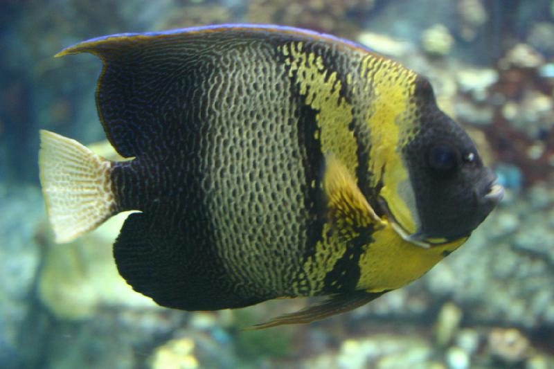 2007-10-13 12:29:12 ** Aquarium, California, Zoo ** Yellow-black-grey fish. 2007-10-13 12:29:12 ** Aquarium, California, Zoo ** Yellow-black-grey fish.