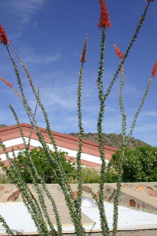 2007-04-14 15:50:56 ** Cactus, Phoenix, Taliesin West ** Ocotillo cactus. 2007-04-14 15:50:56 ** Cactus, Phoenix, Taliesin West ** Ocotillo cactus.