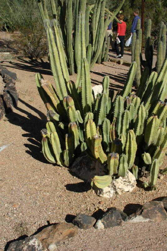 2007-10-27 14:25:58 ** Botanischer Garten, Kaktus, Phoenix ** Kakteen.