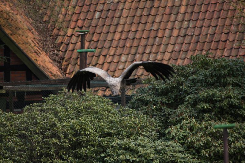 2010-04-13 14:52:14 ** Deutschland, Walsrode, Zoo ** 