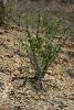 "Ocotillo" (Fouquieria splendens) kann bis zu 10 Meter hoch werden.