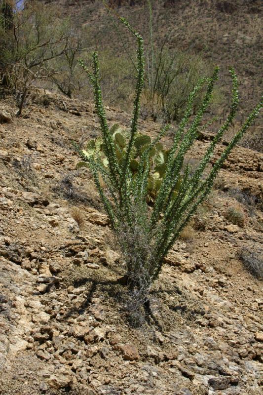 2006-06-17 11:17:24 ** Kaktus, Tucson ** 'Ocotillo' (Fouquieria splendens) kann bis zu 10 Meter hoch werden.