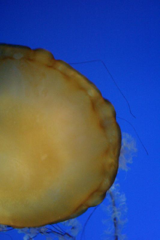 2007-10-13 12:03:00 ** Aquarium, California, Zoo ** Jellyfish. 2007-10-13 12:03:00 ** Aquarium, California, Zoo ** Jellyfish.