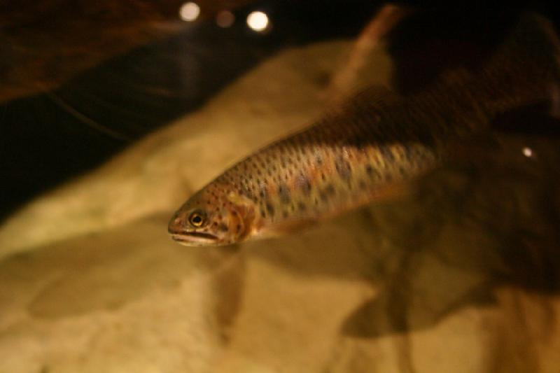 2007-12-15 12:40:42 ** Aquarium, Utah, Zoo ** Colorado-Cutthroat-Forelle.