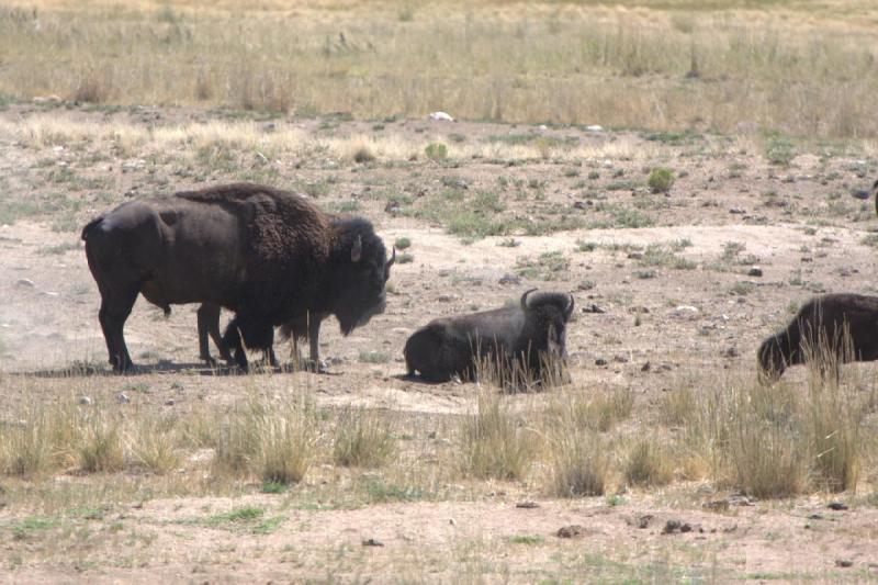 2014-08-15 11:41:40 ** Antelope Island, Bison, Utah ** 