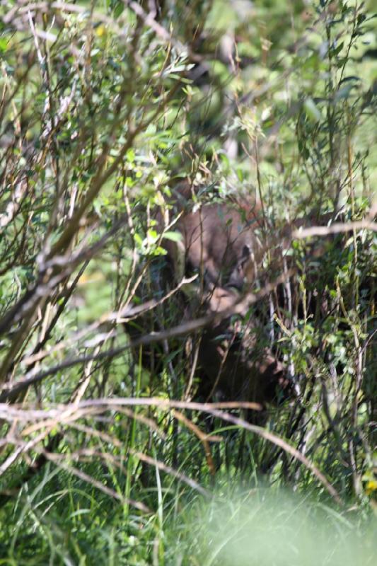 2010-08-21 10:55:19 ** Moose, Uinta Mountains ** 