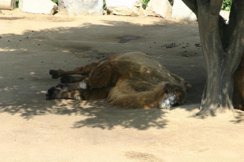 2008-03-20 10:26:44 ** San Diego, Zoo ** This Bactrian Camel relaxes in the shade.