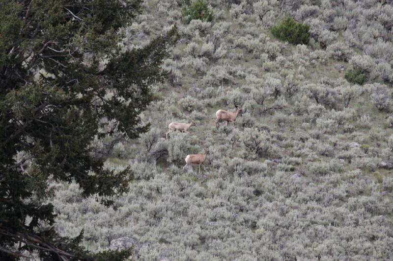 2009-08-05 15:34:25 ** Yellowstone Nationalpark ** 