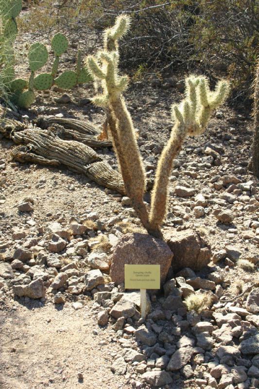 2007-10-27 13:54:10 ** Botanischer Garten, Kaktus, Phoenix ** 'Jumping Cholla'.