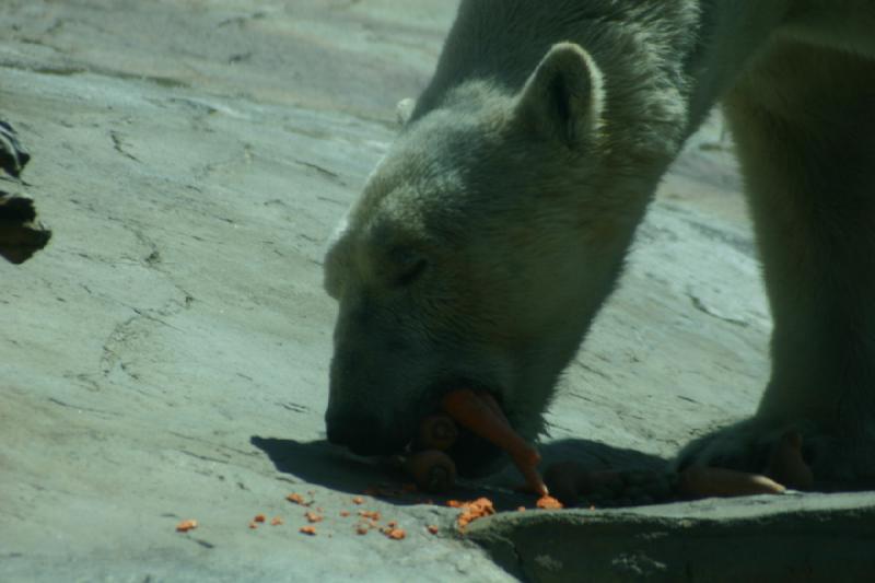 2008-03-20 12:43:00 ** San Diego, Zoo ** Polar Bear.