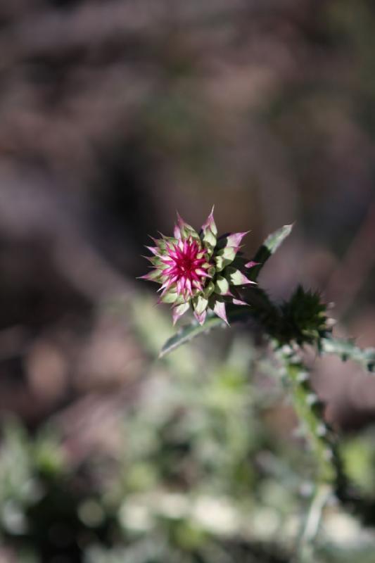 2010-08-21 10:23:18 ** Uinta Mountains ** Thistle.