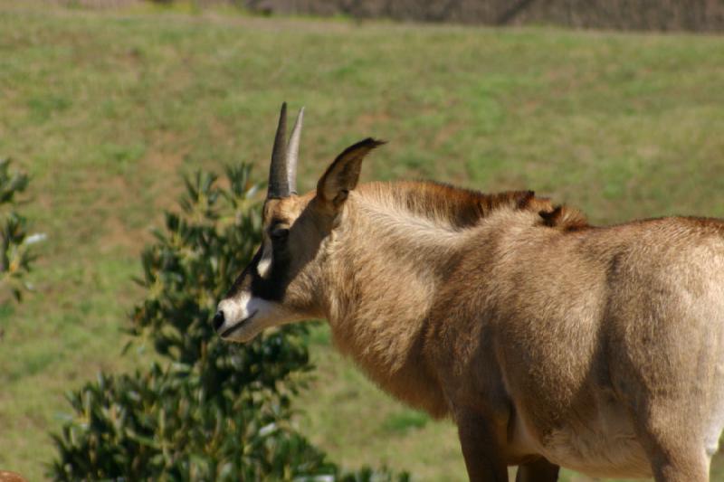 2008-03-21 11:00:10 ** San Diego, San Diego Zoo's Wild Animal Park ** 