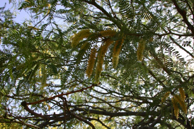 2007-04-15 16:49:00 ** Phoenix ** Algarrobo mit Blüten.