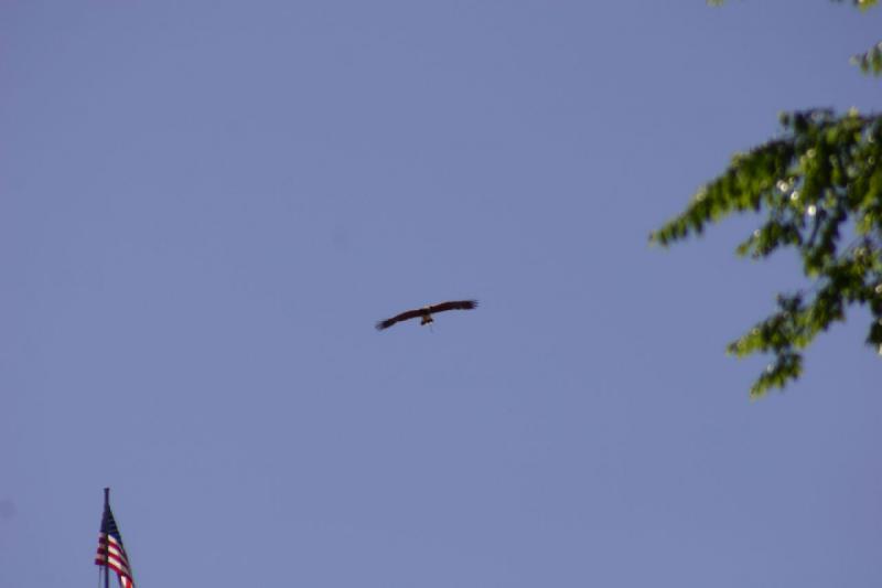 2007-06-18 11:24:08 ** Utah, Zoo ** Statt direkt zum Trainer zu fliegen, hat es sich dieser Vogel erst einmal in einem Baum gemütlich gemacht.