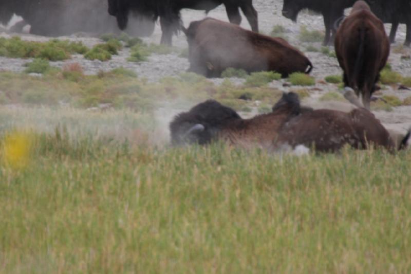 2013-08-24 15:15:20 ** Antelope Island, Bison, Utah ** 