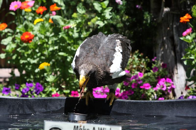 2011-07-15 13:02:35 ** Riesenseeadler, Utah, Zoo ** 