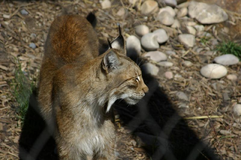 2007-06-18 10:13:30 ** Utah, Zoo ** Sibirischer Luchs.