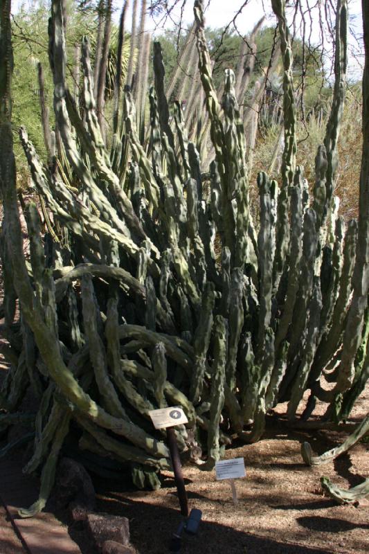 2007-10-27 13:18:42 ** Botanischer Garten, Kaktus, Phoenix ** Pachycereus schottii.