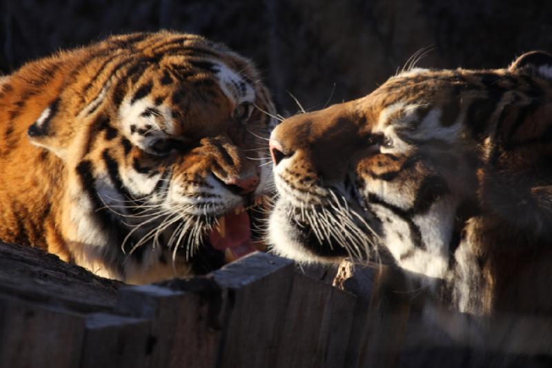 2011-01-23 16:41:53 ** Tiger, Utah, Zoo ** 