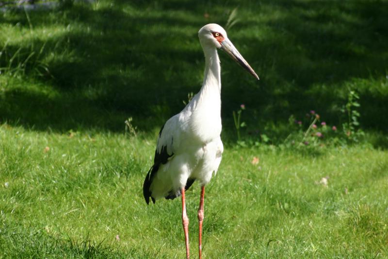 2005-08-24 15:11:56 ** Berlin, Deutschland, Zoo ** Schwarzschnabelstorch.