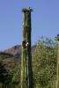 Saguaro mit "Vogelhaus".