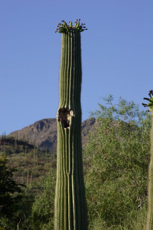 2006-06-17 17:58:42 ** Botanischer Garten, Kaktus, Tucson ** Saguaro mit 'Vogelhaus'.