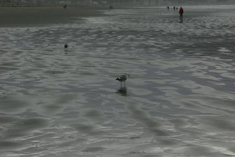 2006-01-28 15:22:28 ** Oregon, Seaside ** Gull looking for something to eat.