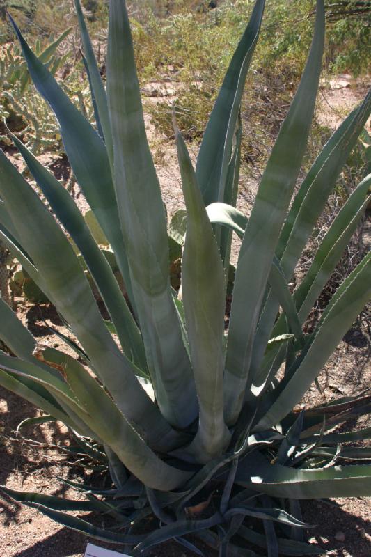 2007-10-27 13:16:26 ** Botanischer Garten, Kaktus, Phoenix ** Wohl eine Art Agave.