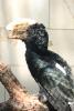 Some sort of hornbill.