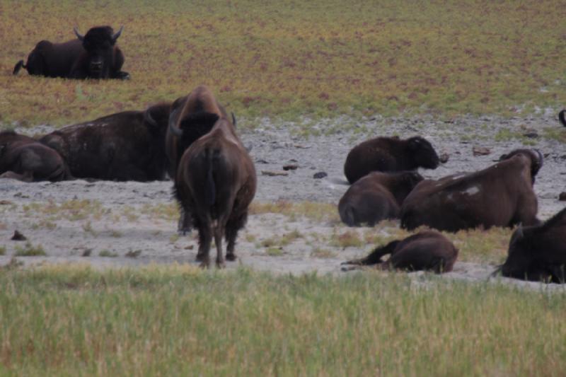 2013-08-24 13:51:32 ** Antelope Island, Bison, Utah ** 