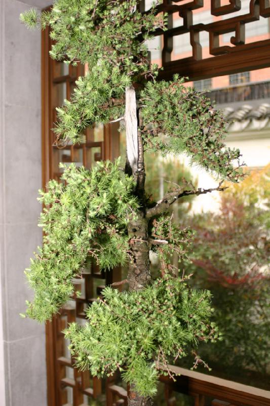 2005-05-05 12:22:30 ** Botanical Garden, Oregon, Portland ** Pretty large Bonsai.