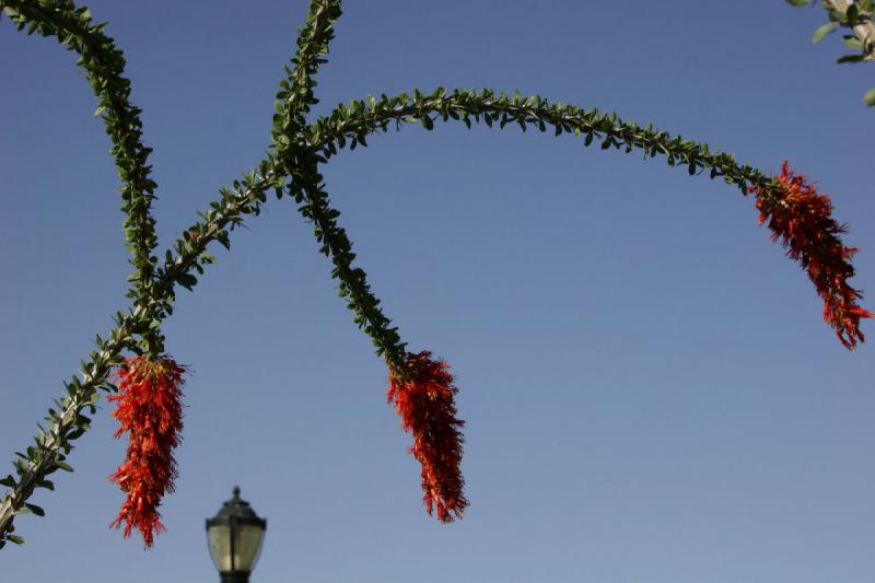 2007-04-15 16:43:04 ** Kaktus, Phoenix ** Ocotillo.