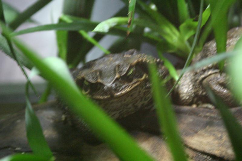 2005-08-25 15:10:19 ** Berlin, Germany, Zoo ** Frog.