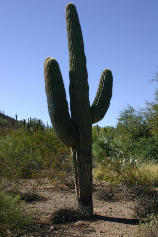 2007-10-27 14:08:38 ** Botanischer Garten, Kaktus, Phoenix ** Saguaro.