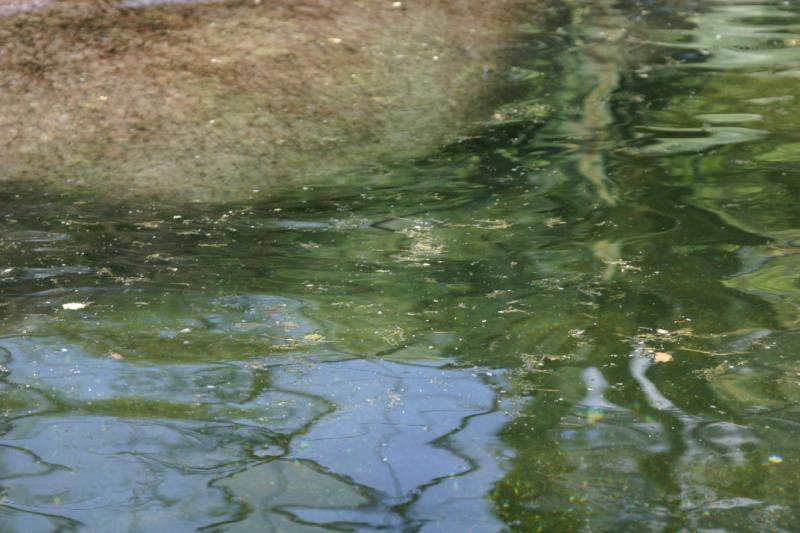 2005-08-24 14:32:31 ** Berlin, Germany, Zoo ** Difficult to see, but below the surface is a Hippopotamus.