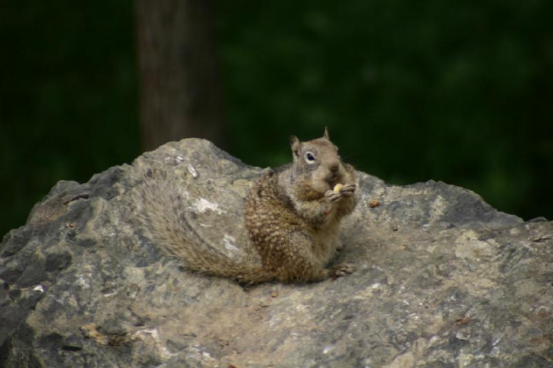 2005-05-07 14:47:19 ** Oregon, Roseburg, Zoo ** Successful hunt for food.