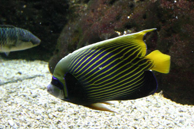 2005-08-25 13:53:31 ** Aquarium, Berlin, Deutschland, Zoo ** Farbenfroher Fisch.