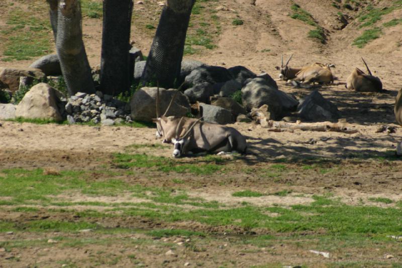 2008-03-21 14:35:54 ** San Diego, San Diego Zoo's Wild Animal Park ** 