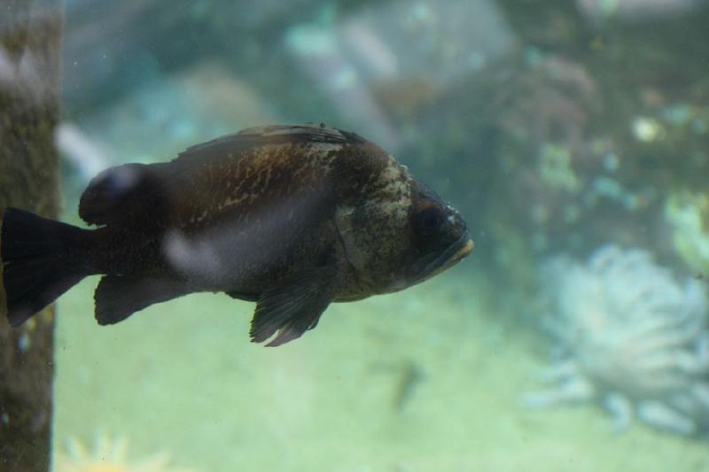 2012-06-16 12:32:19 ** Aquarium, Seattle ** 